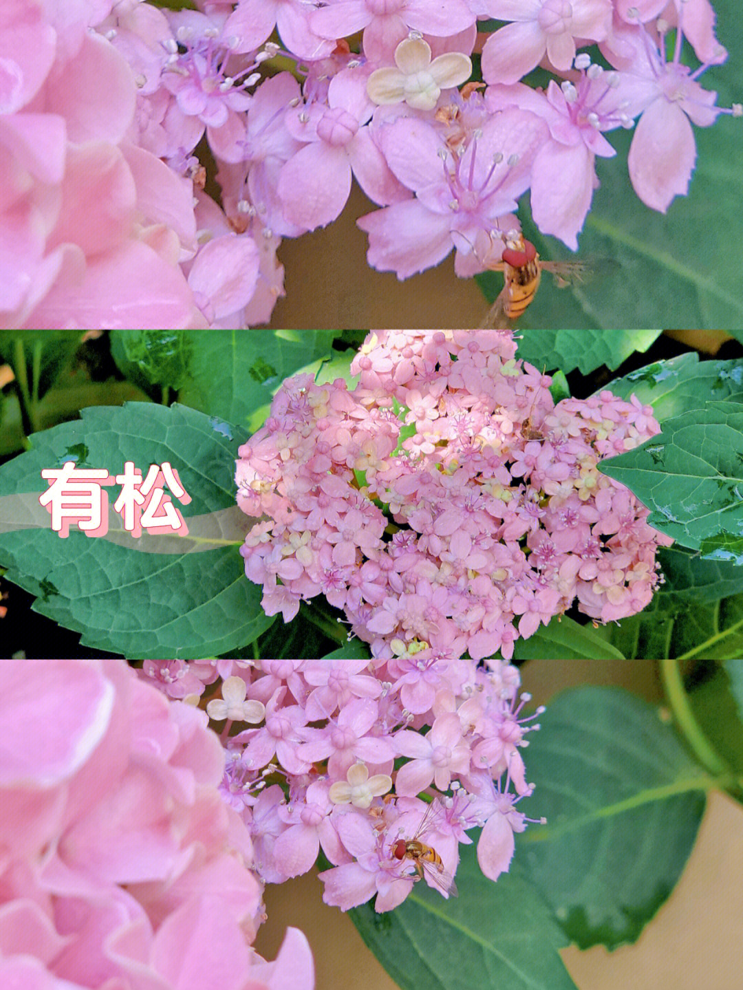 绣球#有松#我爱绿植盆栽一年,花量很可以.