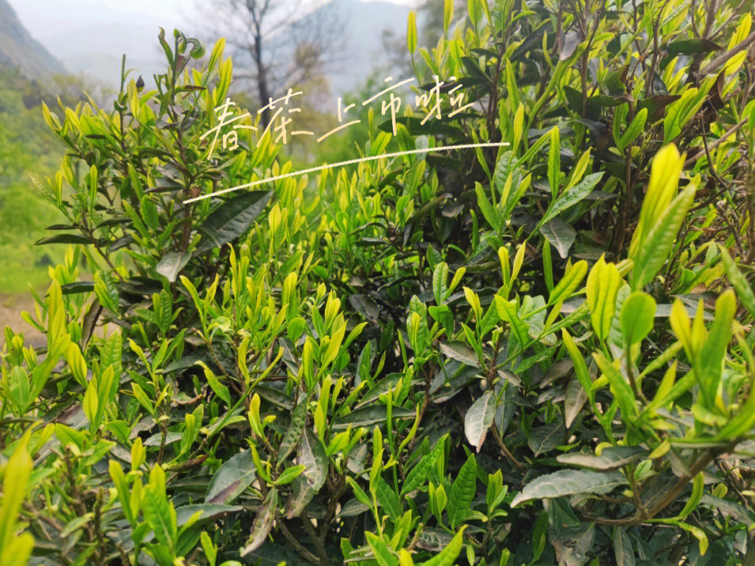 春波绿茶叶图片