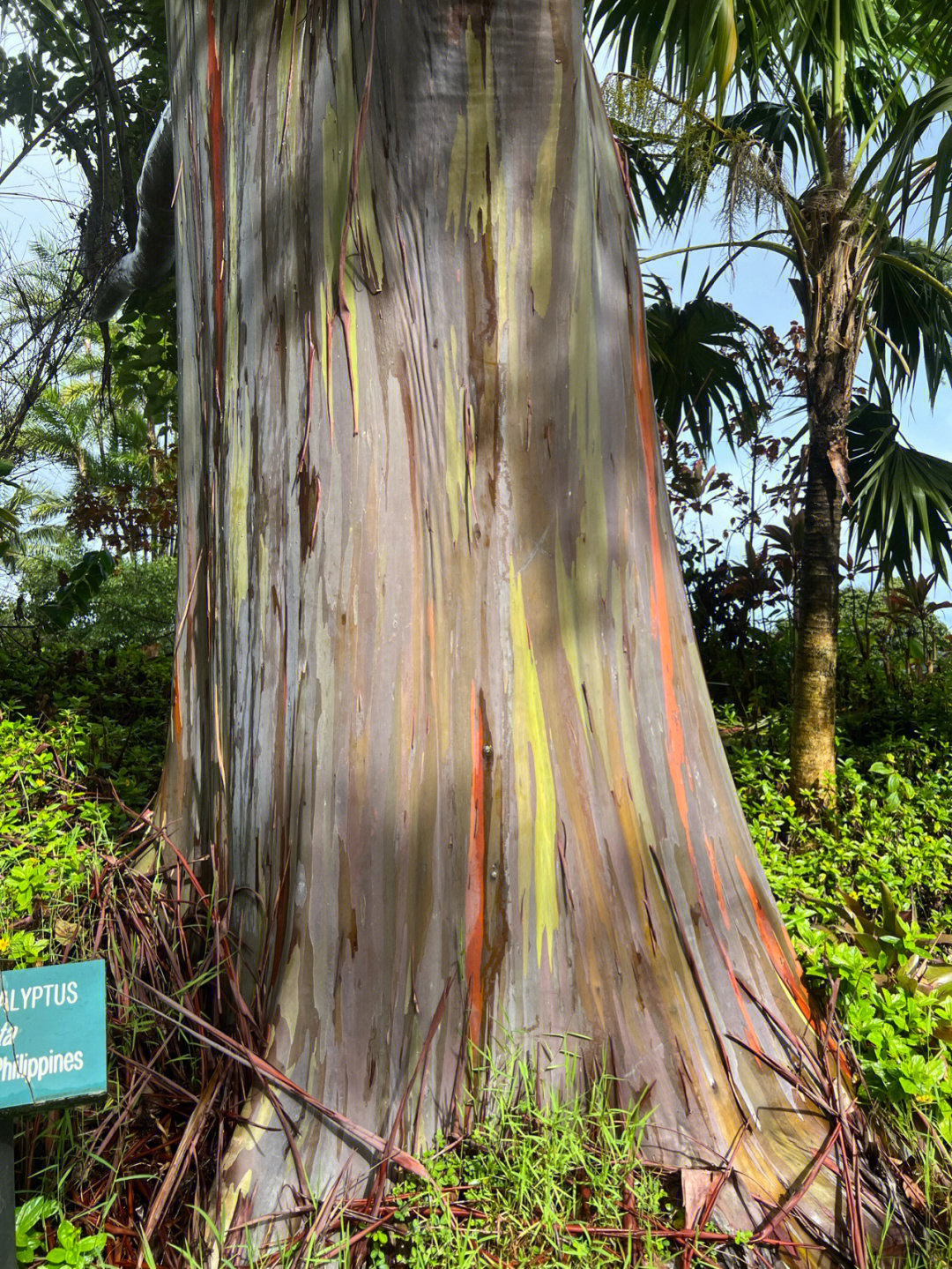 彩虹桉树木头图片