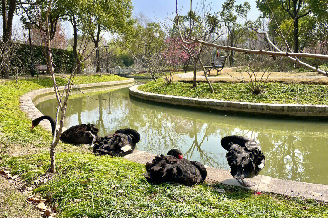 植物园里的天鹅湖图片