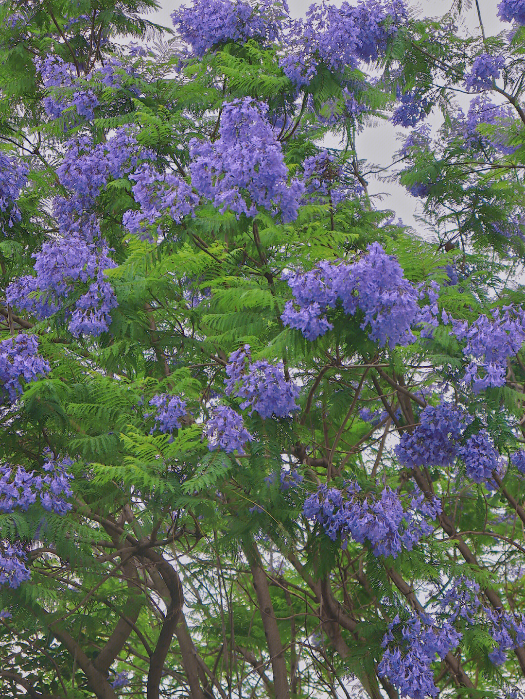 蓝花楹树图片大全高清图片