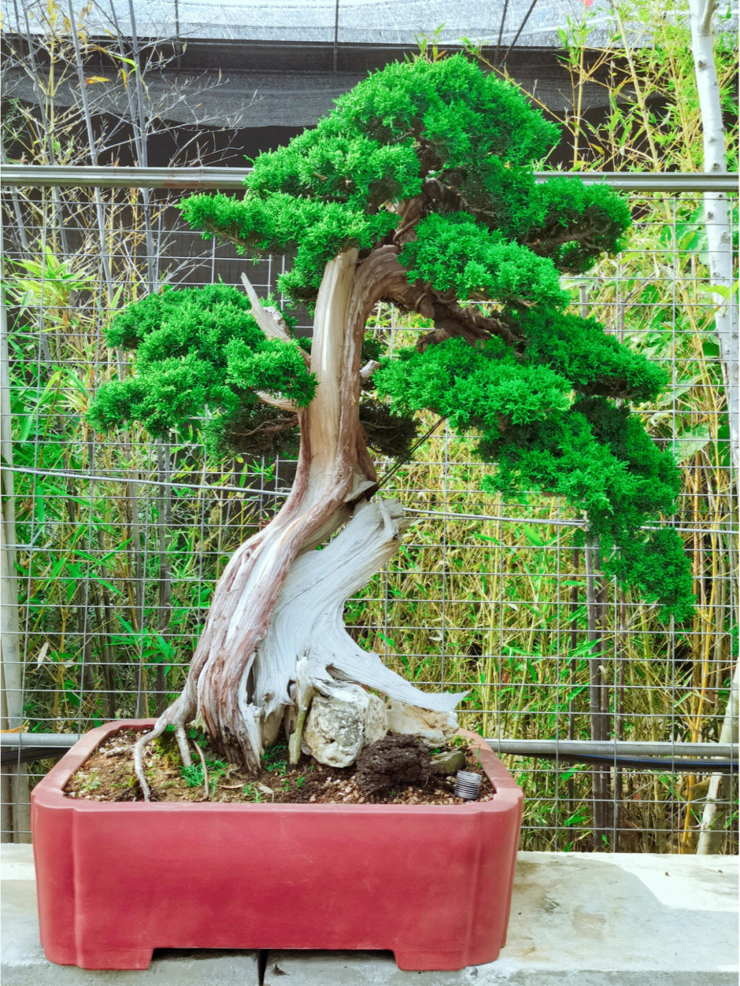 台湾真柏的针叶图片图片