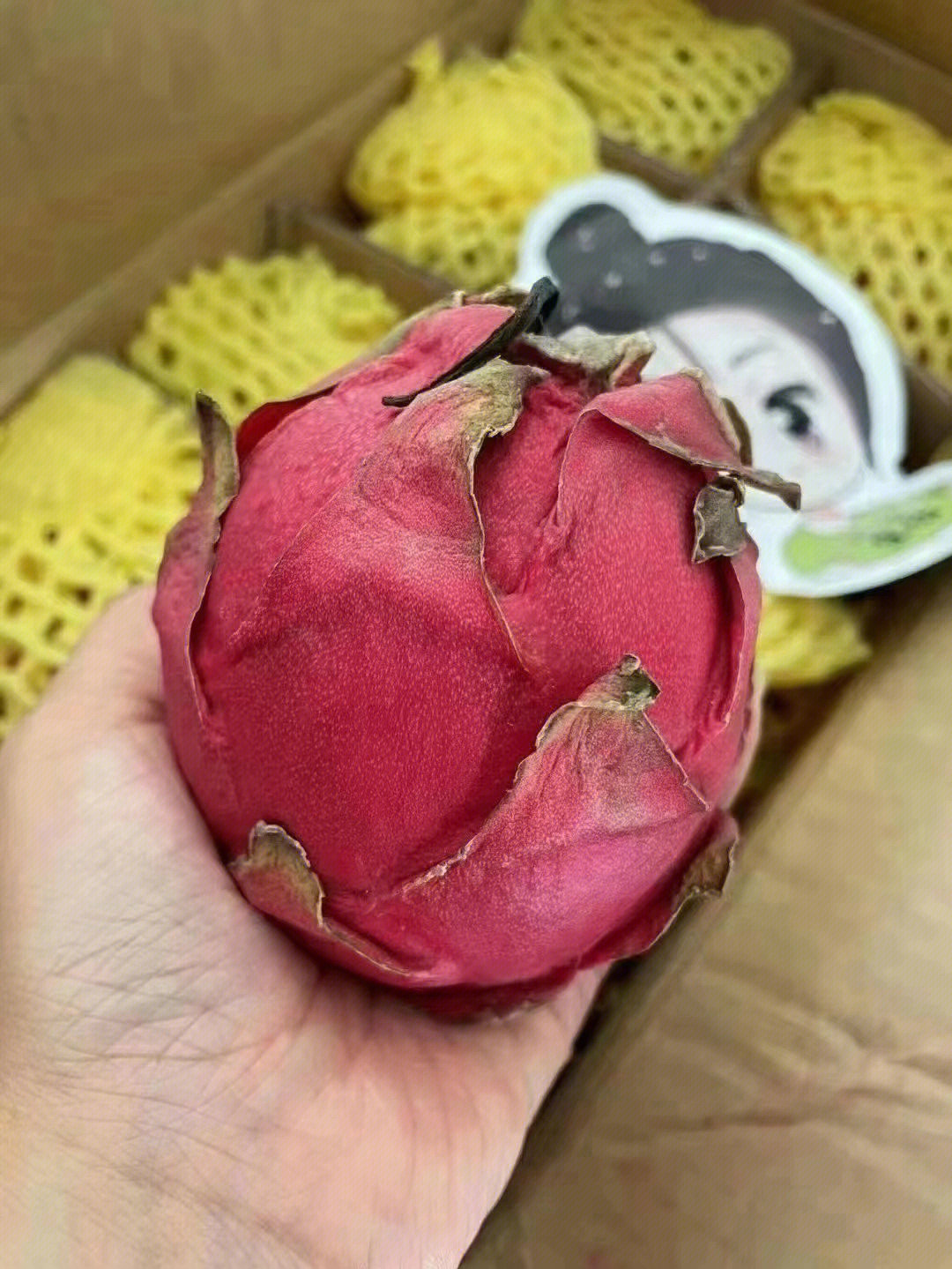 金都一号 火龙果