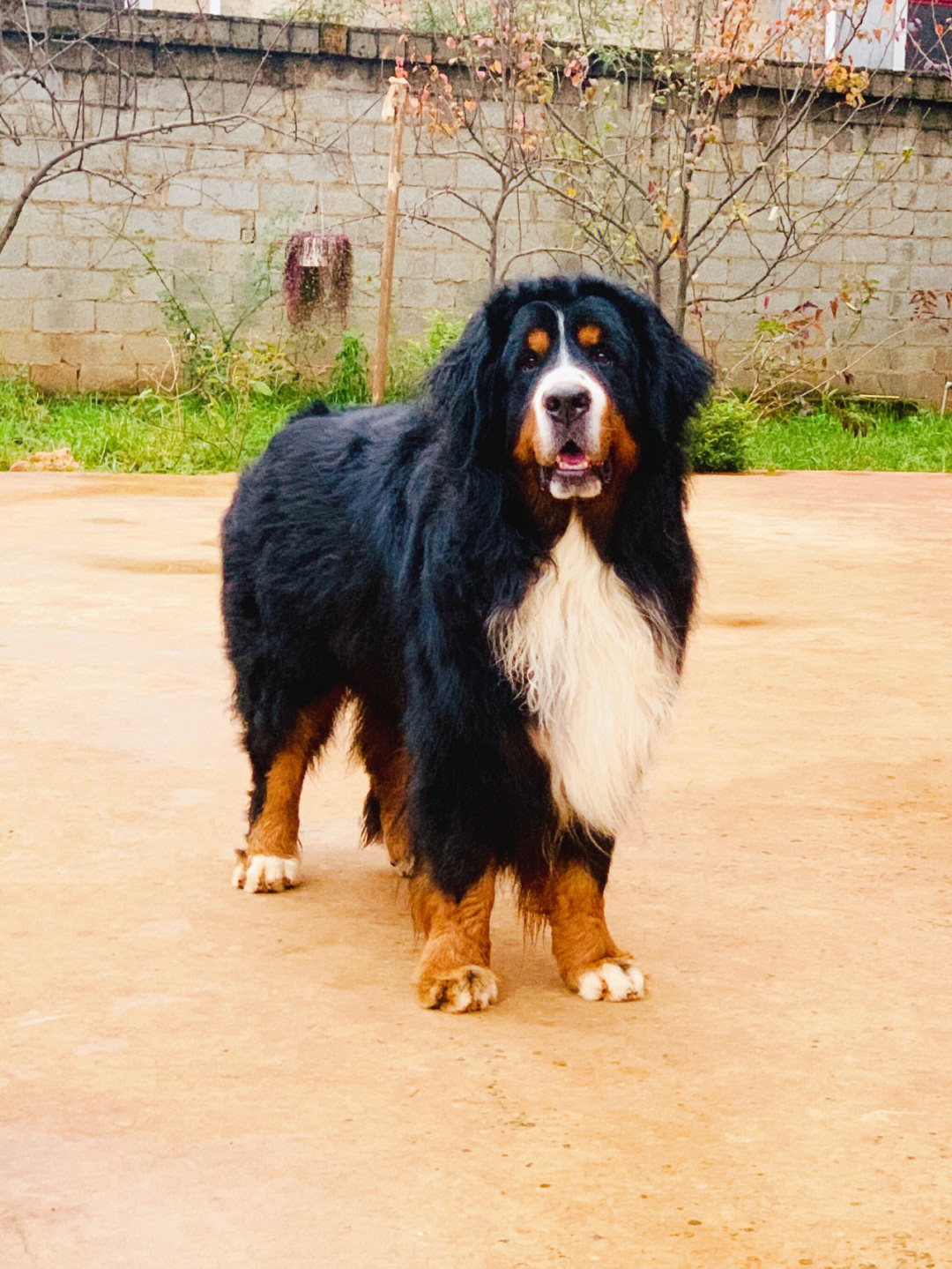 瑞士山地犬跟伯恩山犬图片