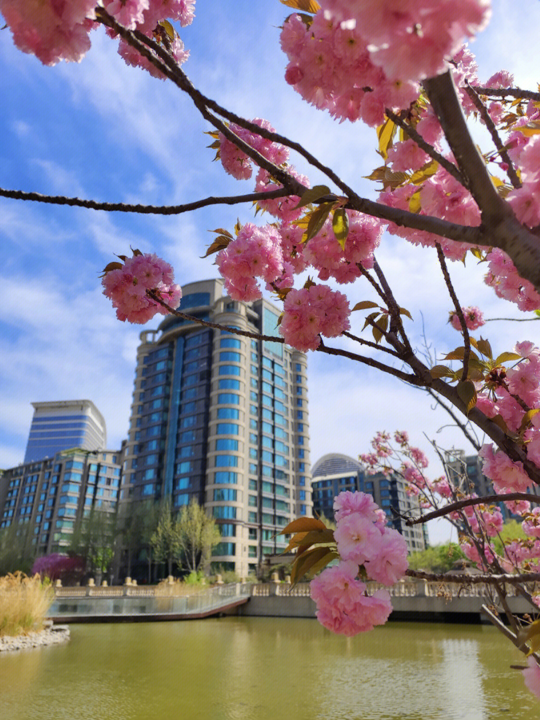 北京街边四月开花的树图片