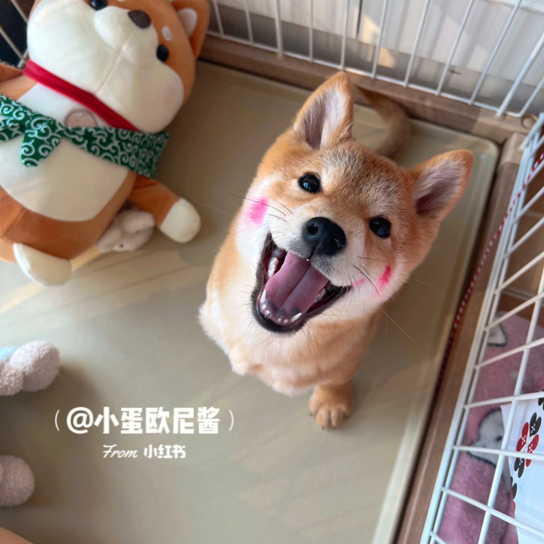 微笑天使的柴犬悠米