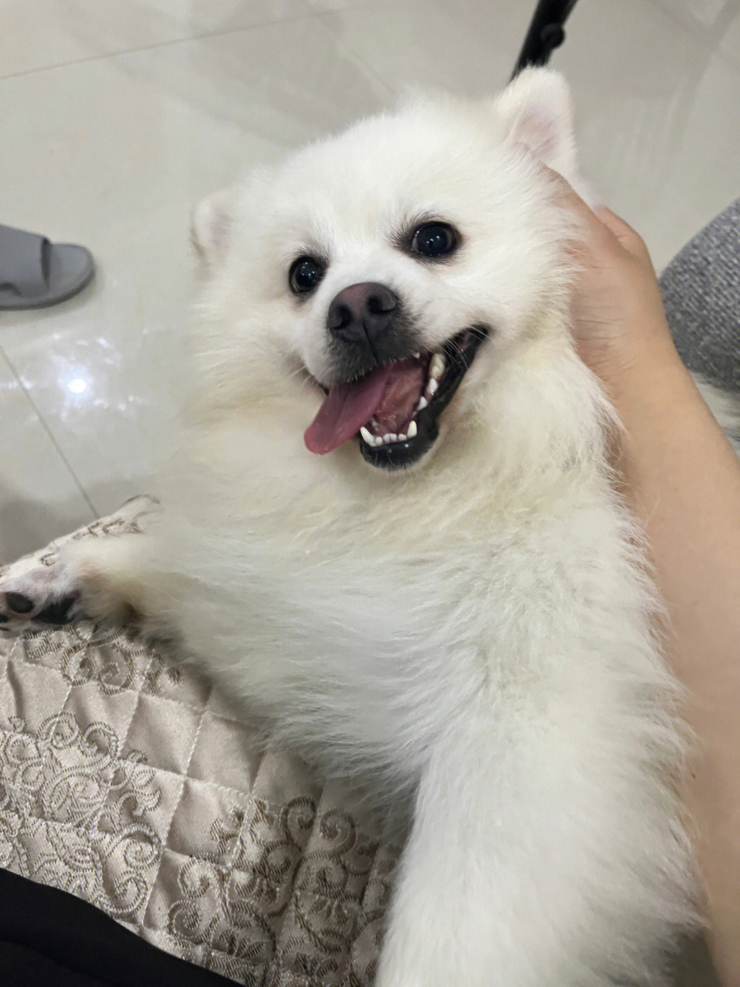 银狐犬