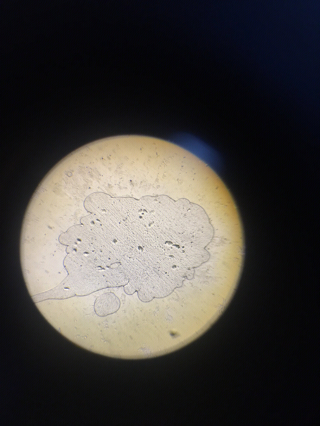 初中生物 制作口腔上皮细胞