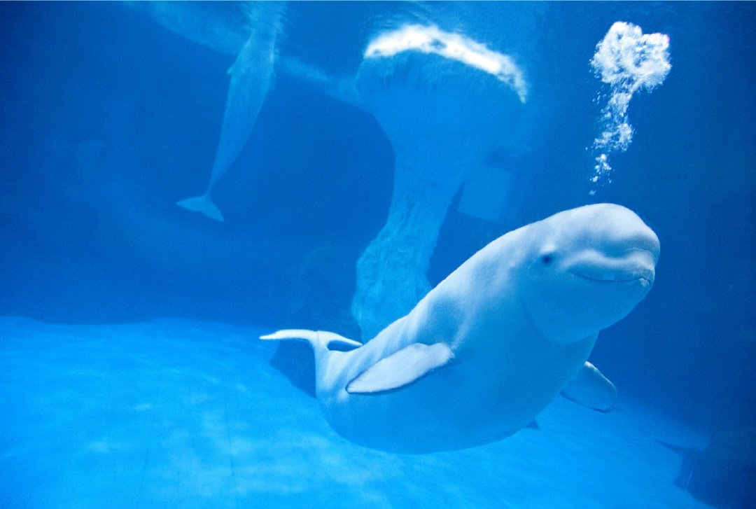 cnn评选世界最可爱动物第十二名白鲸