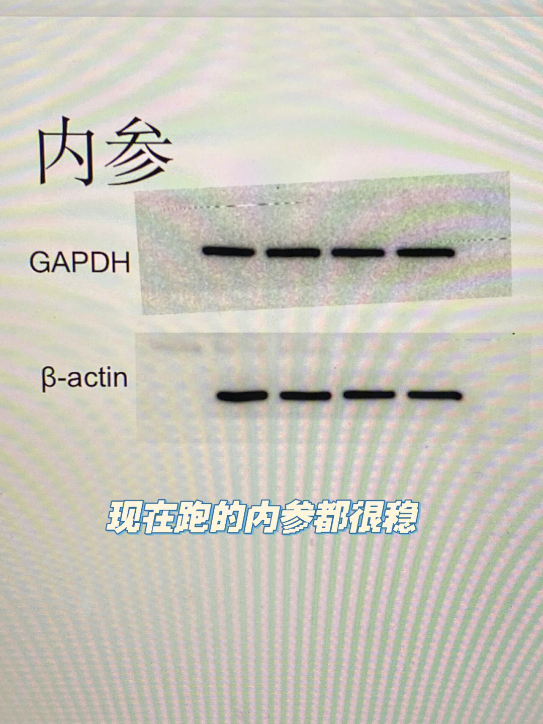 gapdh分子量图片