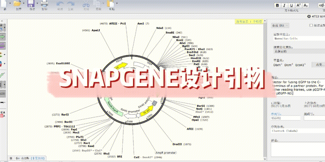 实用型snapgene引物设计原则