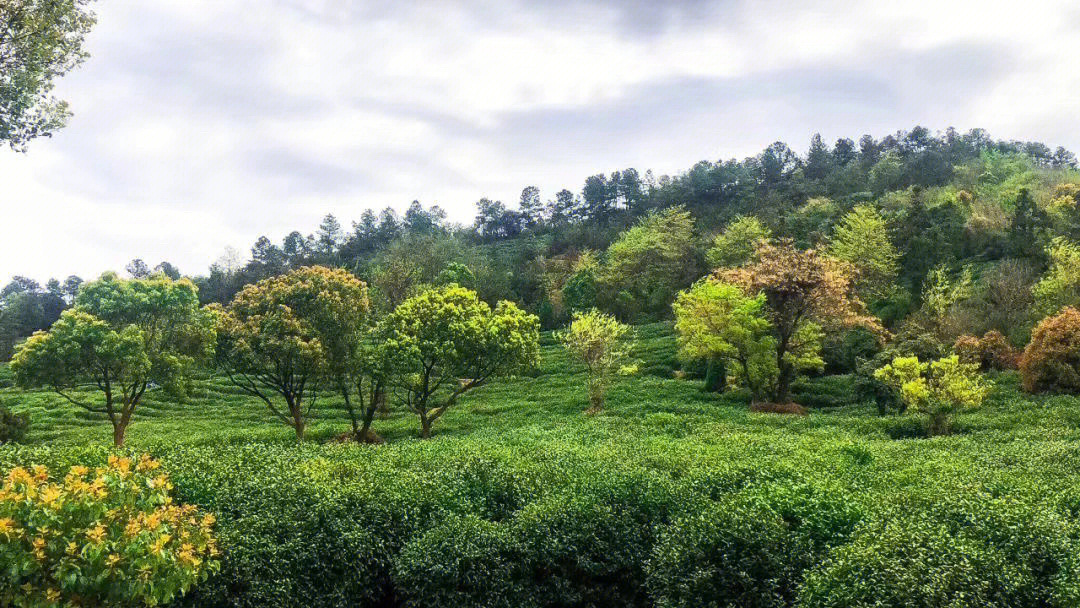 苏州树山云泉茶图片
