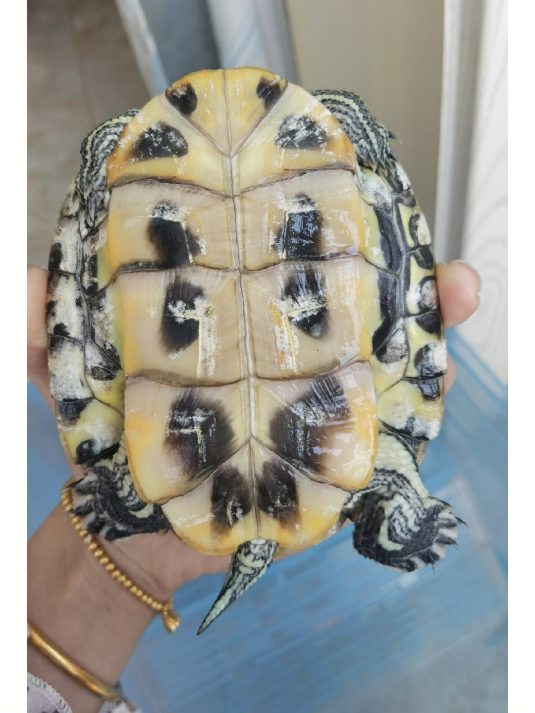 巴西龟怎么看公还是母图片