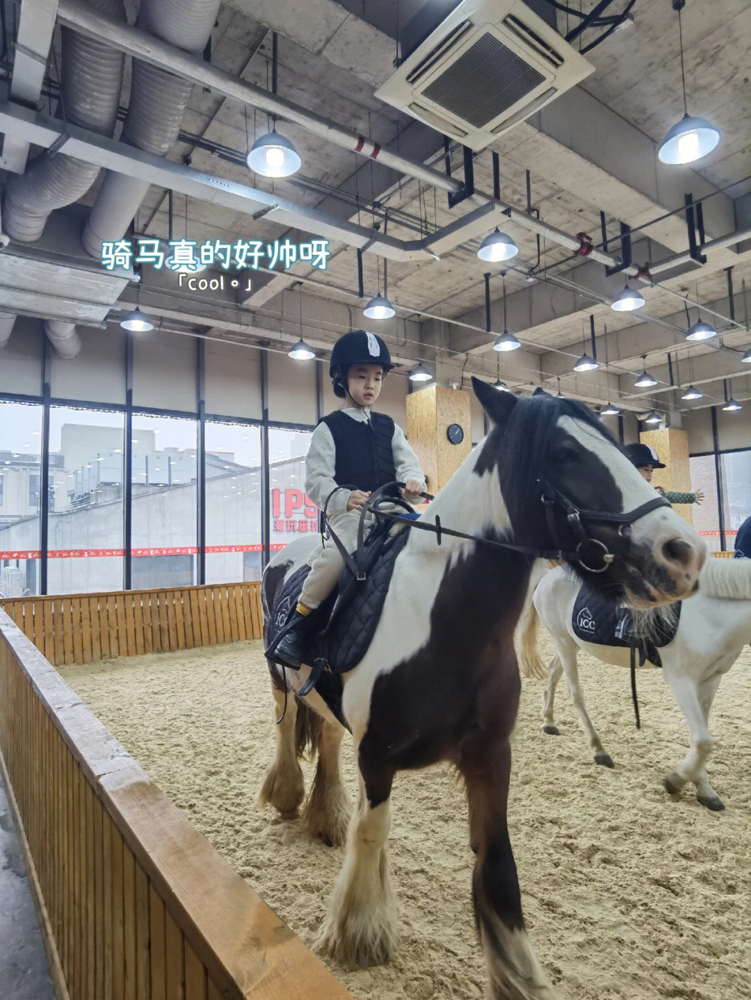 观复博物馆 猫_观复猫系列内容介绍_观复猫 直播