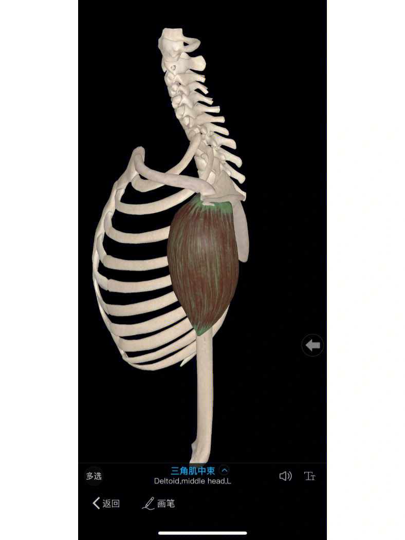 三角肌下缘定位技巧图图片