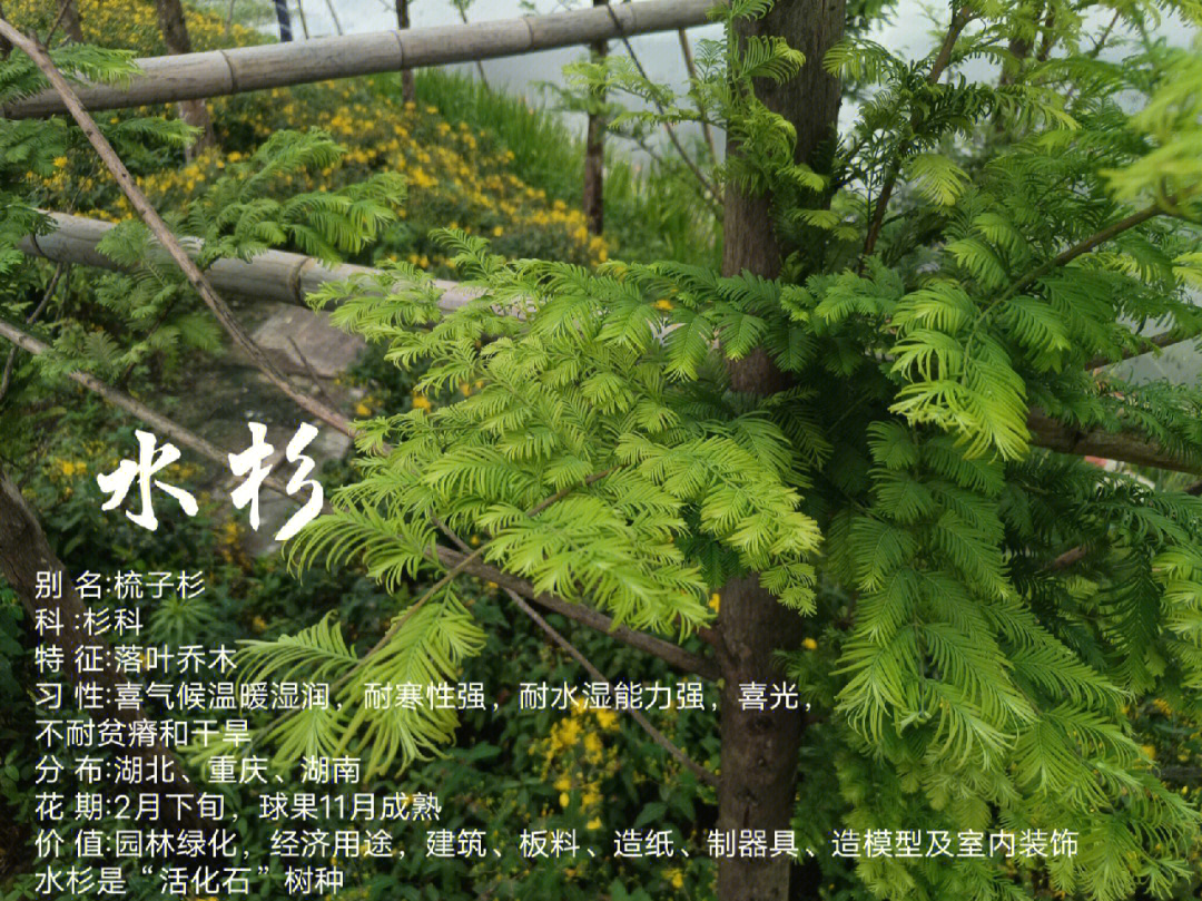湖北,重庆,湖南花 期:2月下旬,球果11月成熟价 值:园林绿化,经济用途