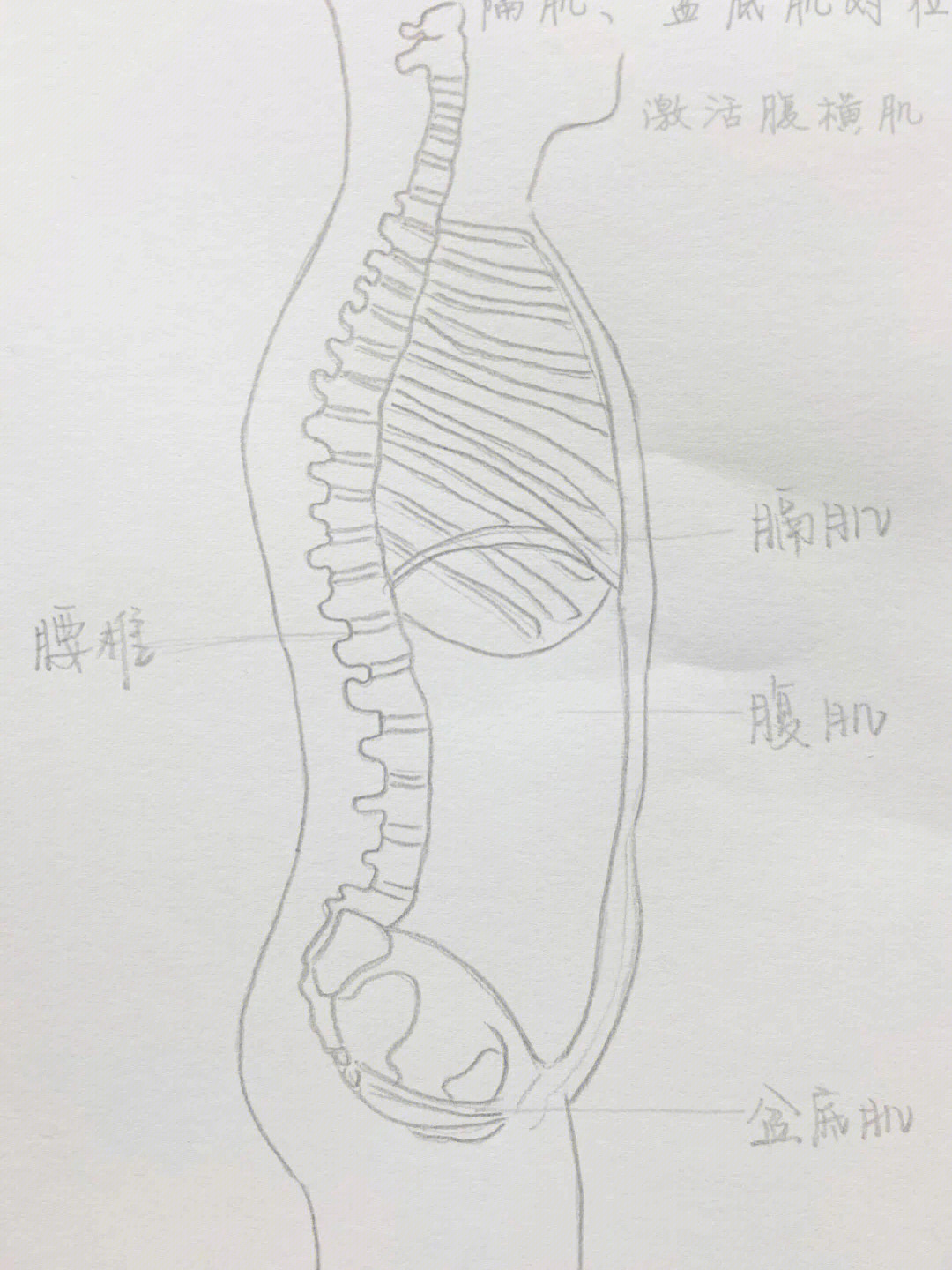 膈肌下面观手绘图图片