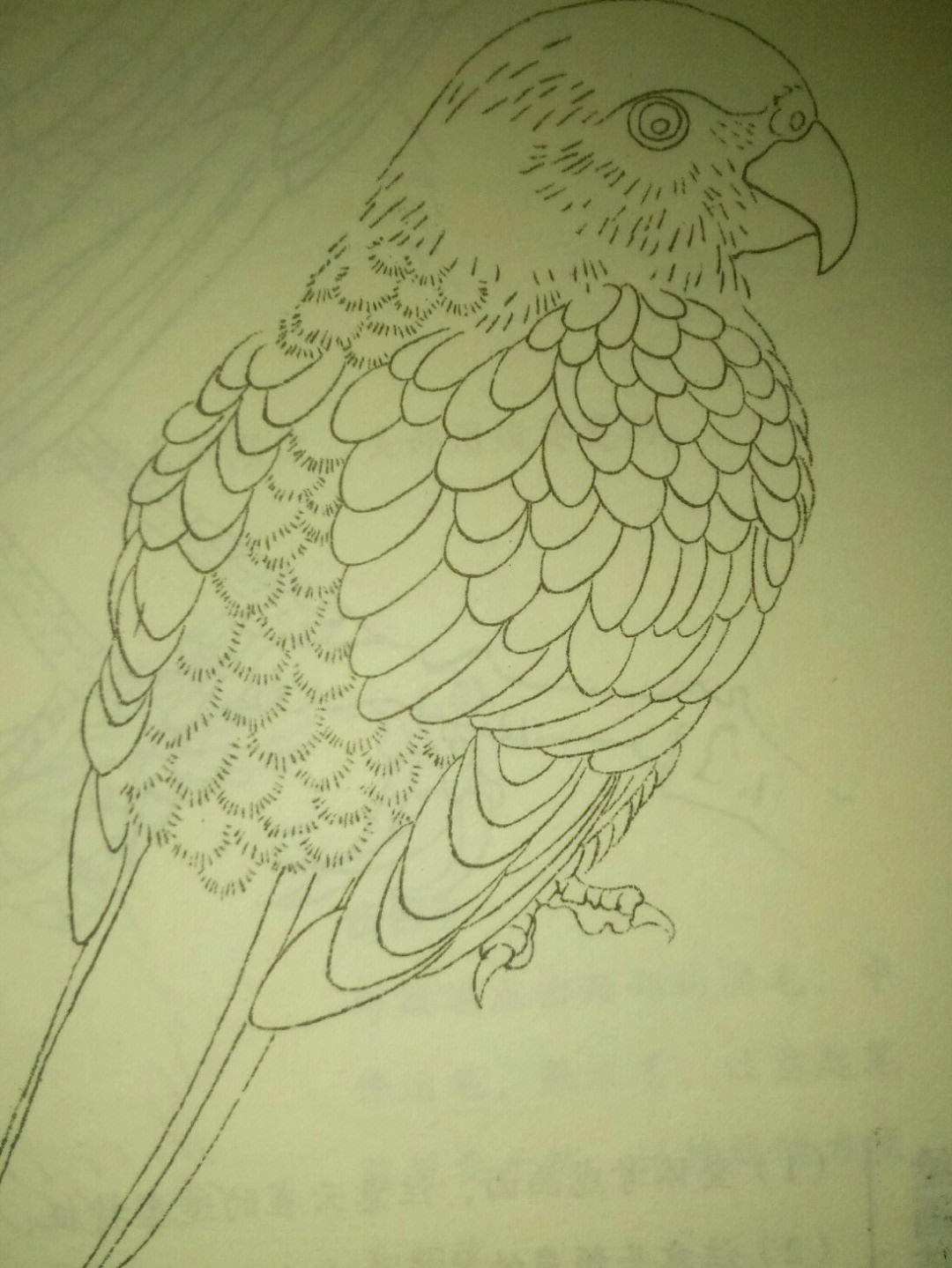 素描鹦鹉的画法步骤图片