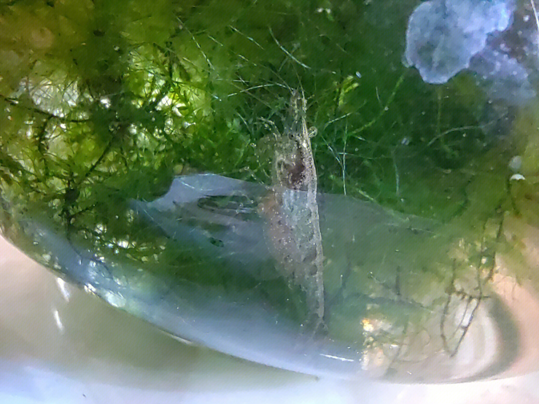 黑壳虾抱卵后多久孵化图片