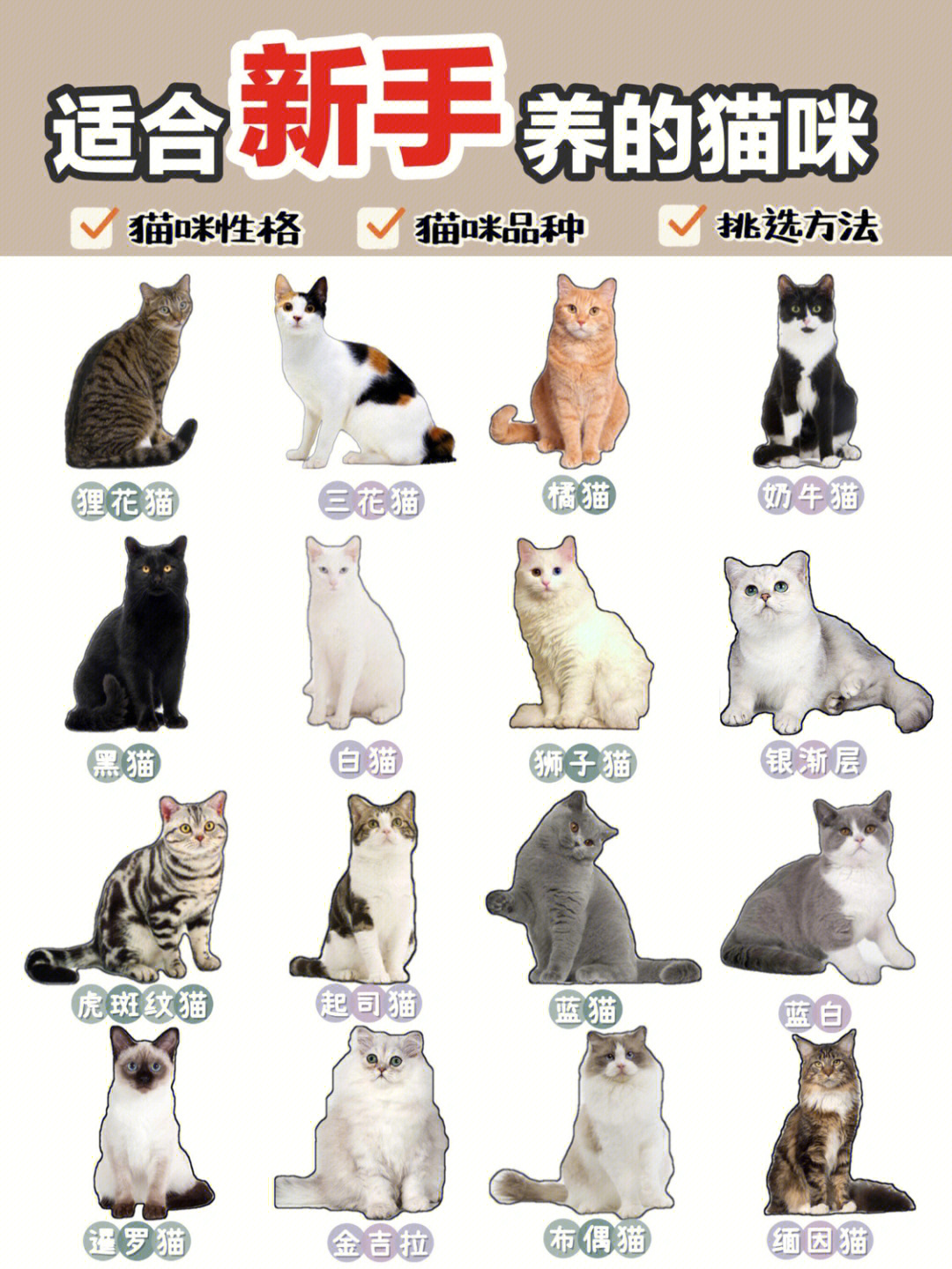 适合新手养的7种猫咪超简单判断猫咪性格