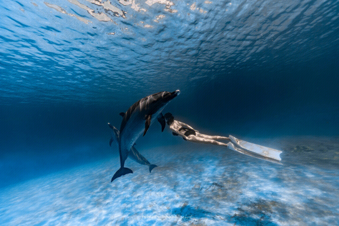 日本海豚湾凯西图片