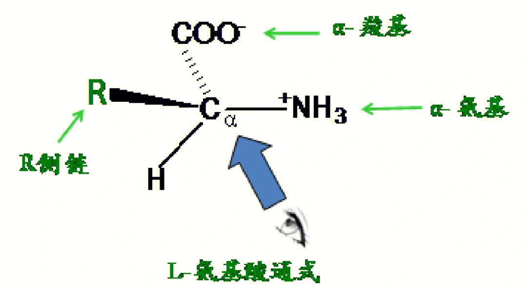 氨基酸的结构通式图片