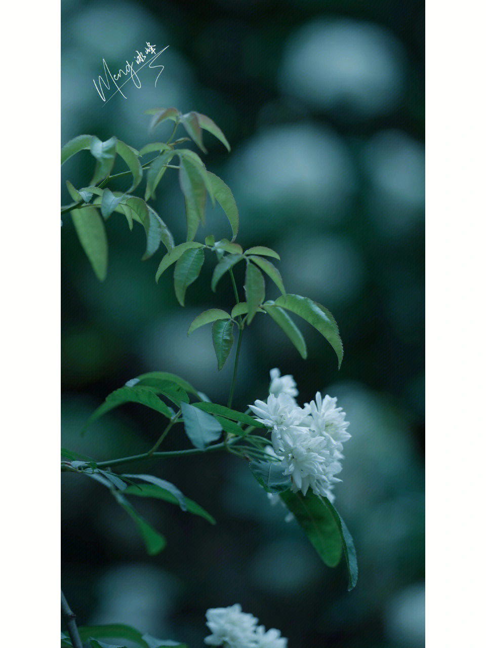 西安七里香花开