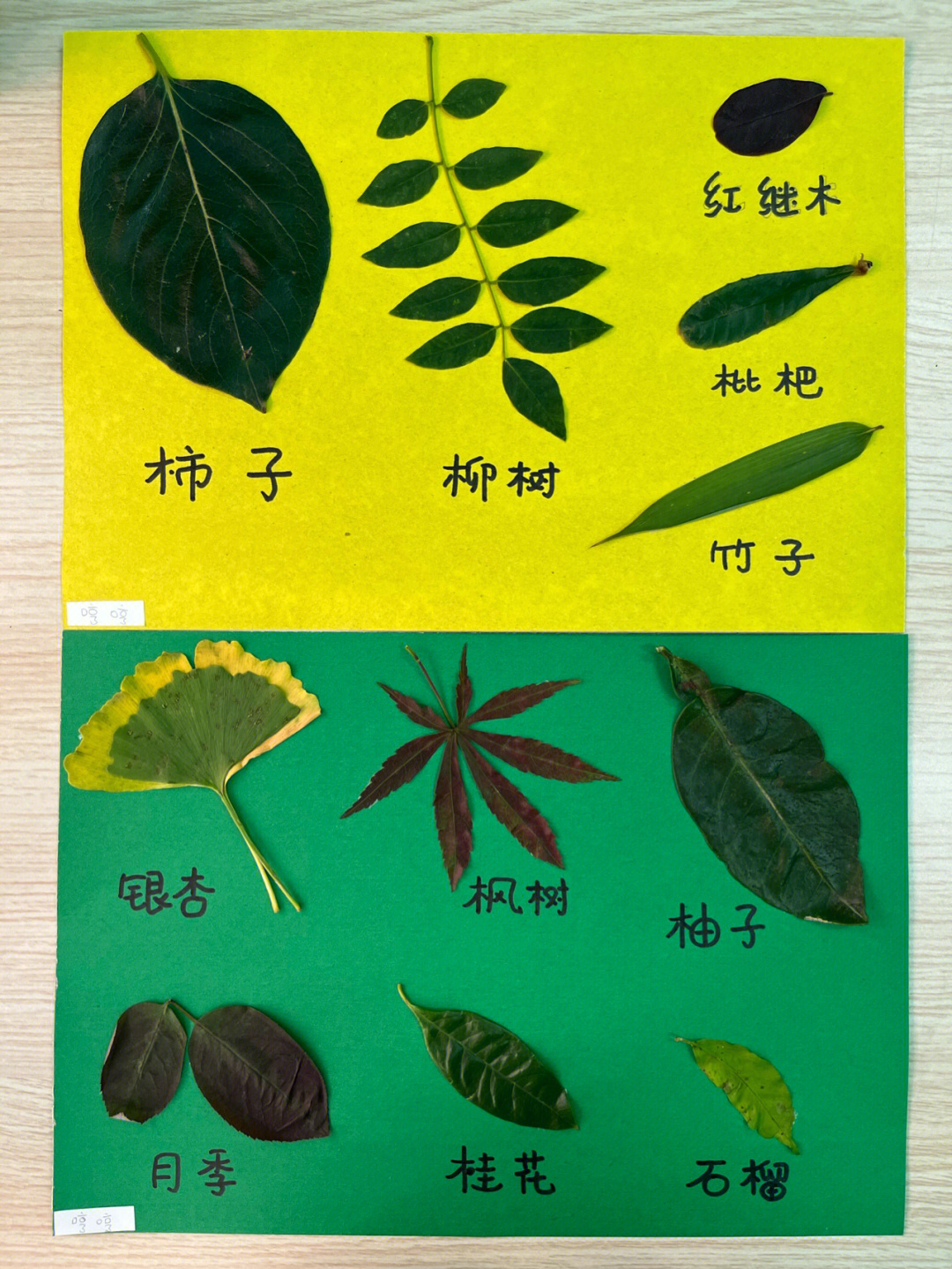 各种树叶的图片和名字图片