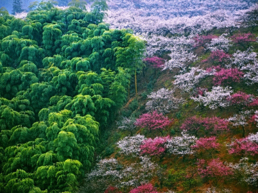 中江中国梅花谷图片