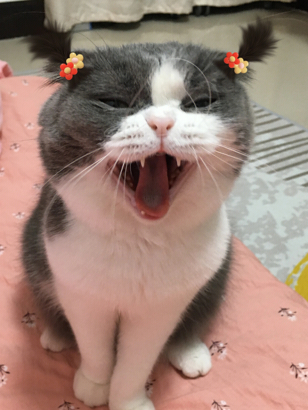 这是不是开心的笑啦!小辫子真美#猫咪#可爱小辫子