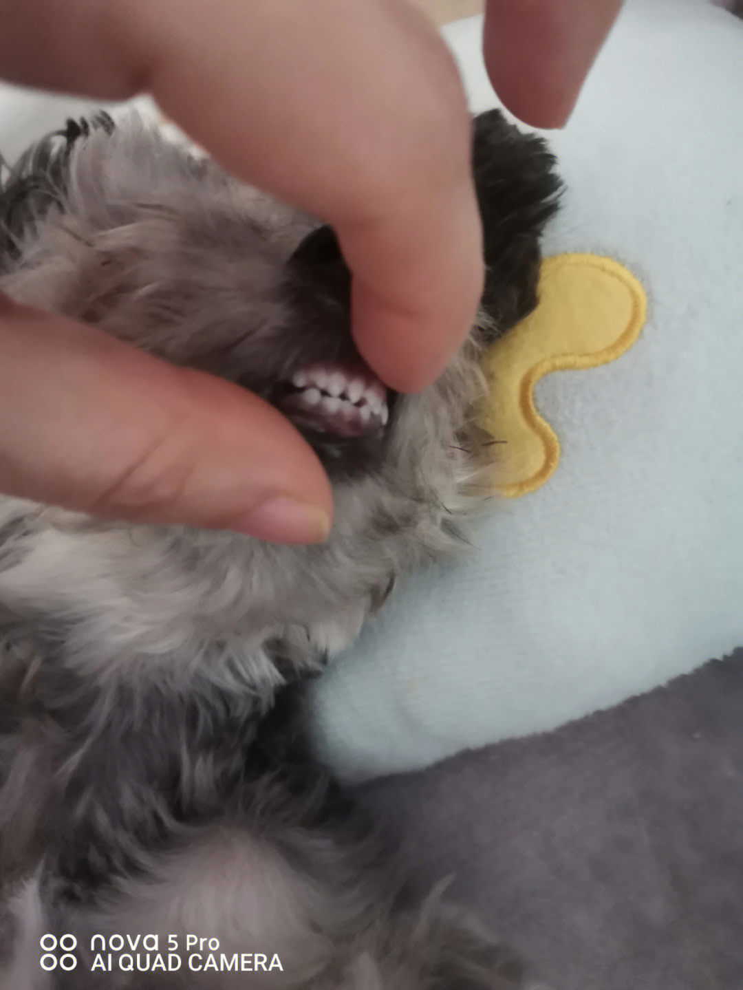 二个月小狗牙齿图片图片