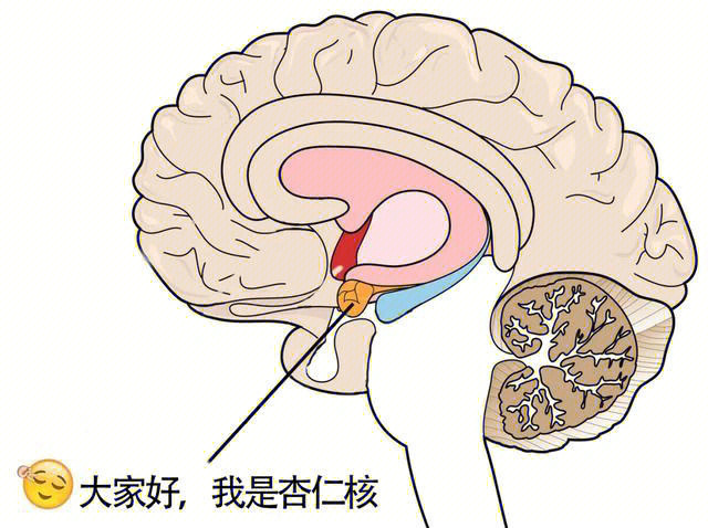 杏仁核缩写图片