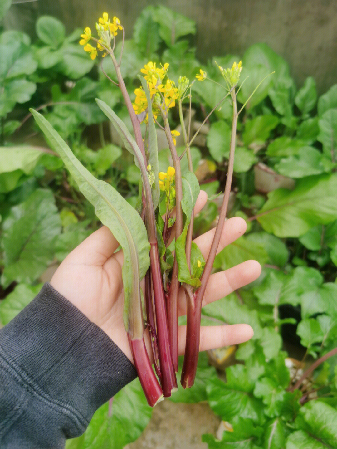 菜苔子长啥样图片