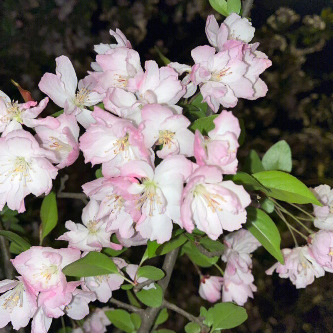 海棠花艳压同期其他花