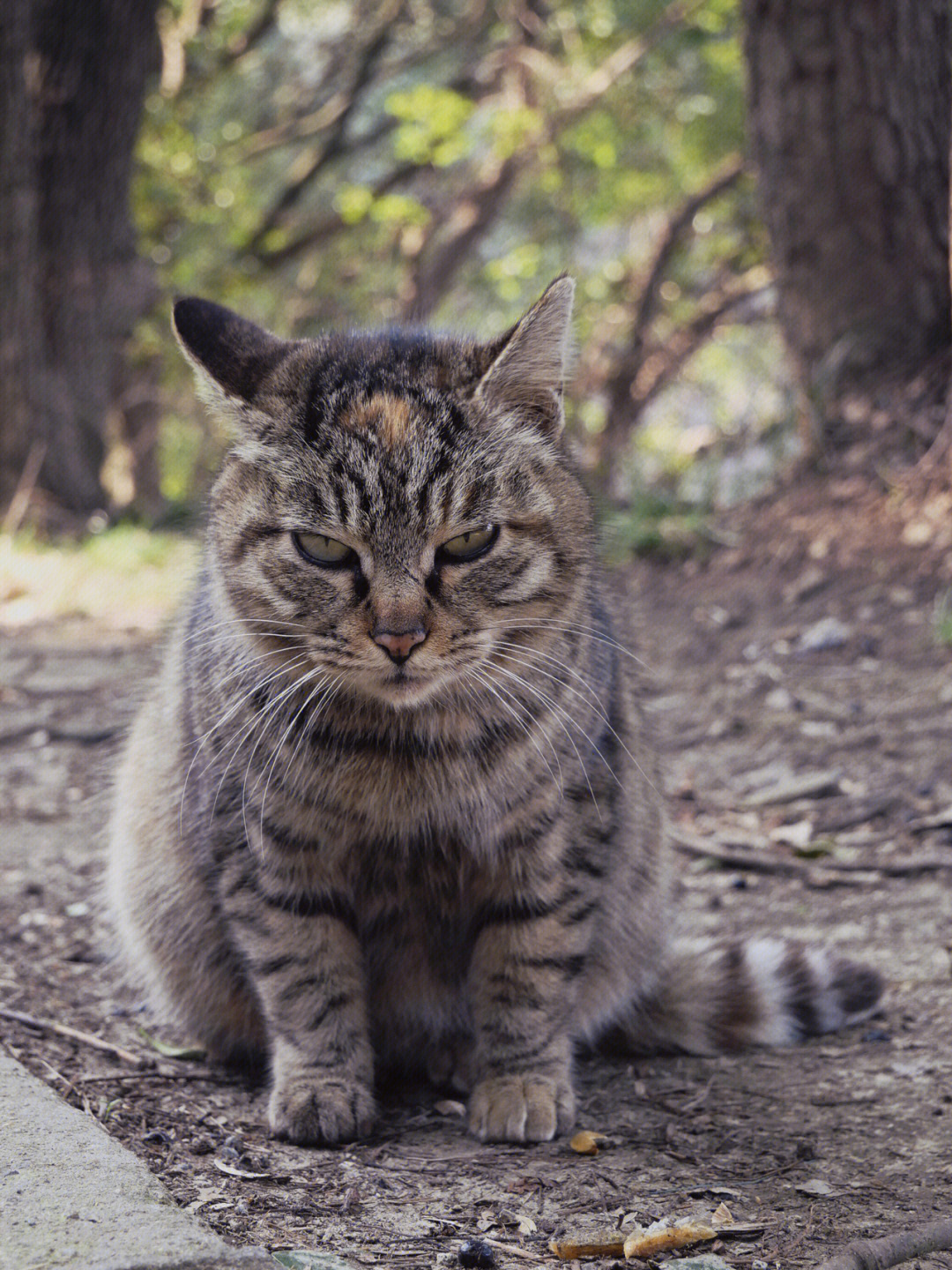 一个冬天过后山上的流浪猫又少了