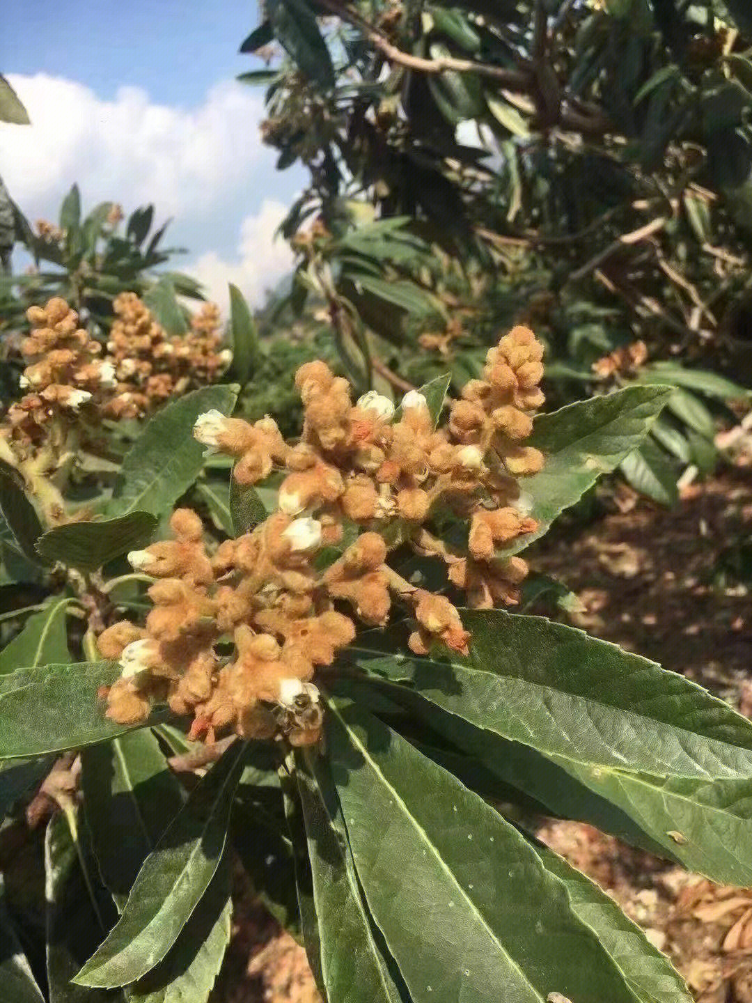 纯天然枇杷花煮水煲汤都不错清肺润肺止