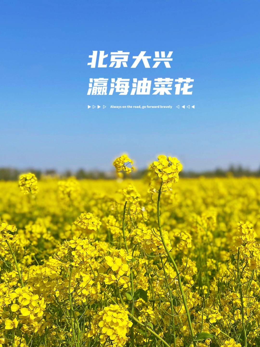 大兴油菜花节门票图片