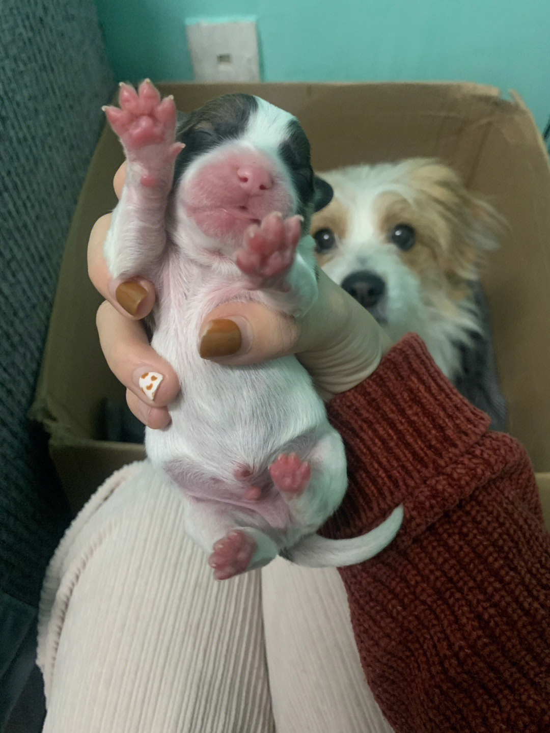 刚出生的小狗照片图片