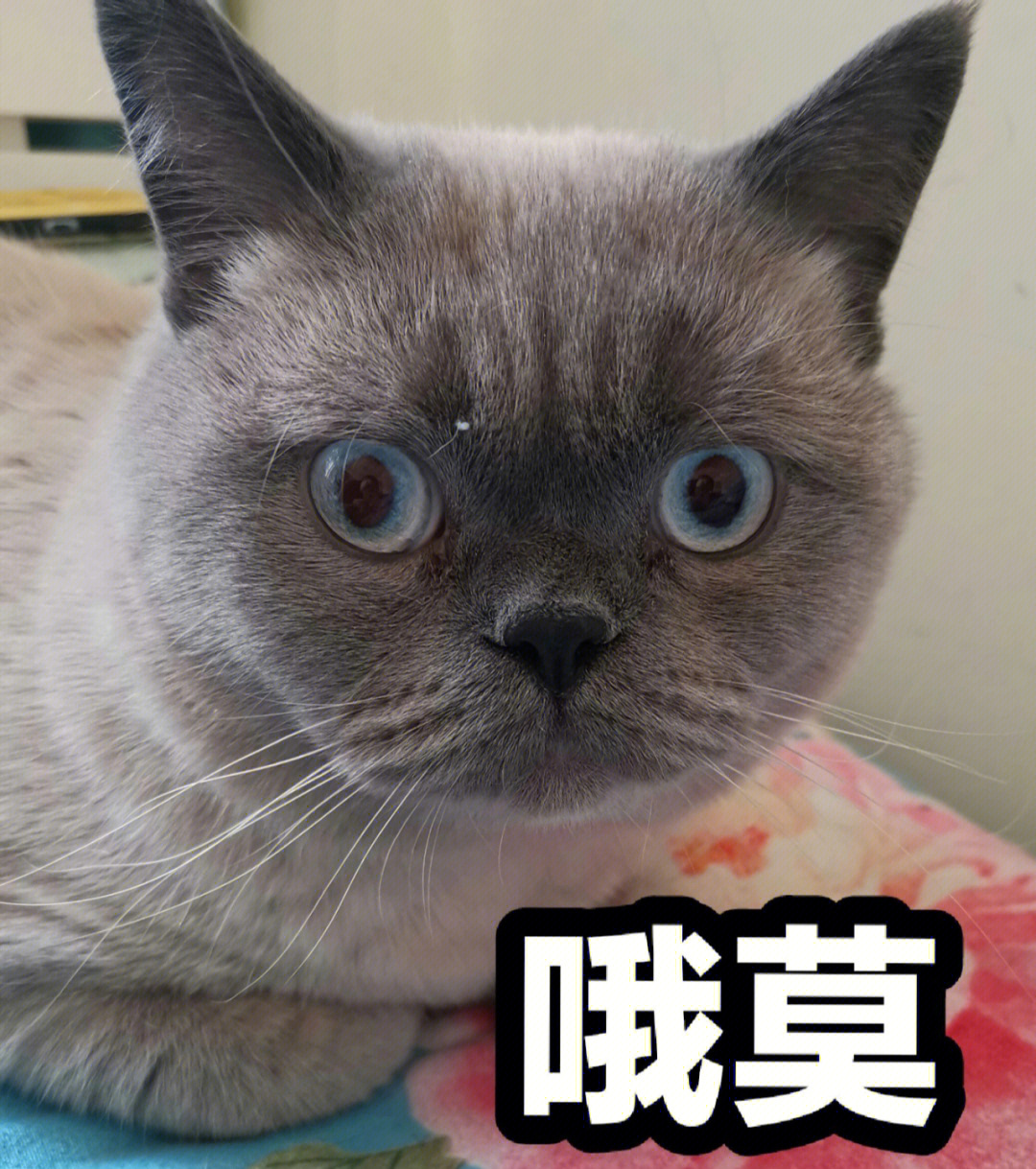 猫猫表情包