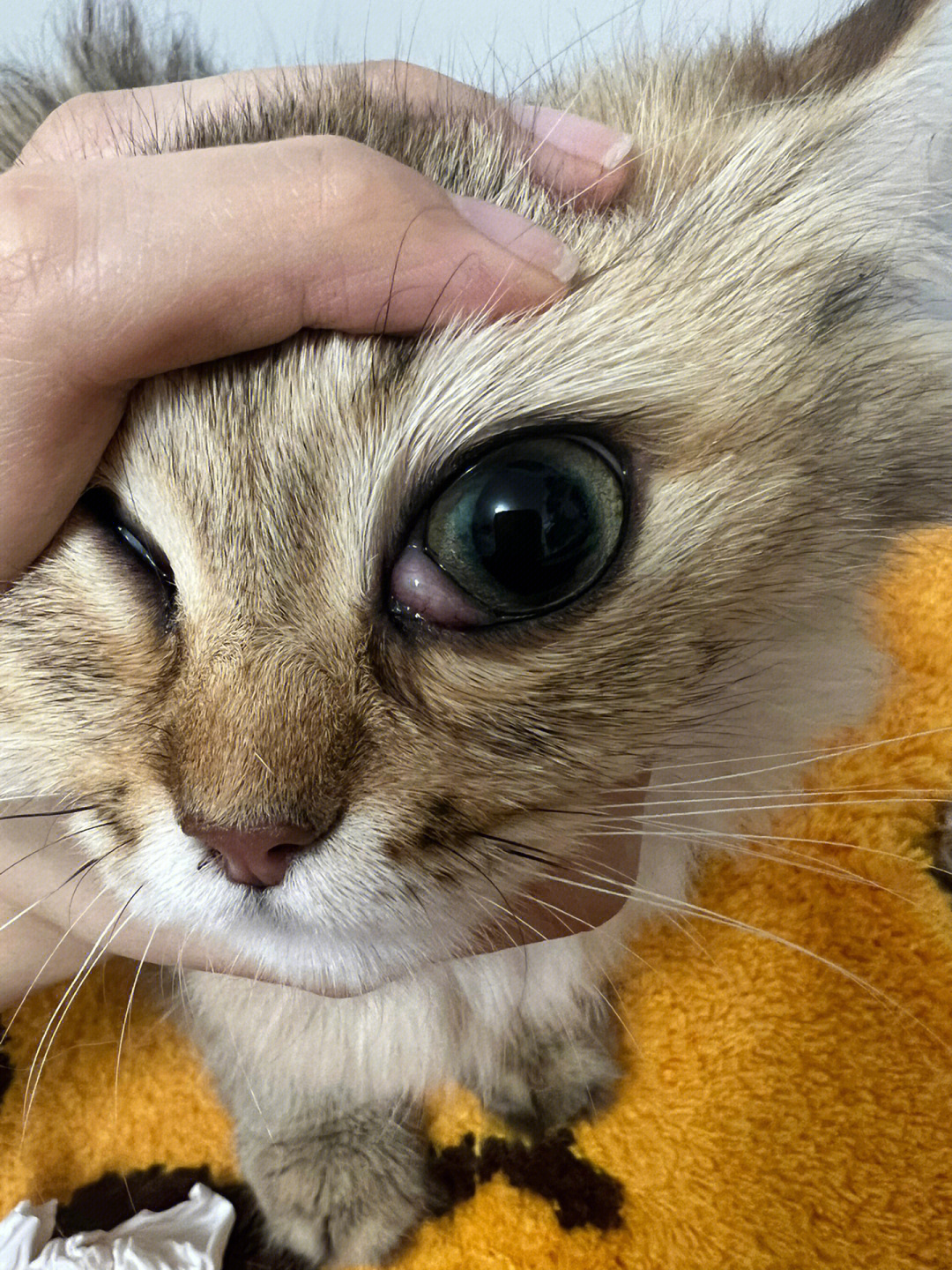 猫咪第三眼睑外露图片图片