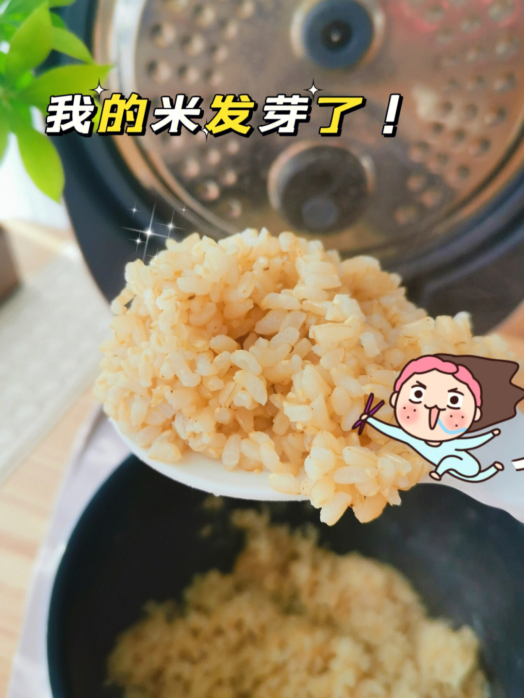 我的米饭发芽了发芽米饭一次成功60