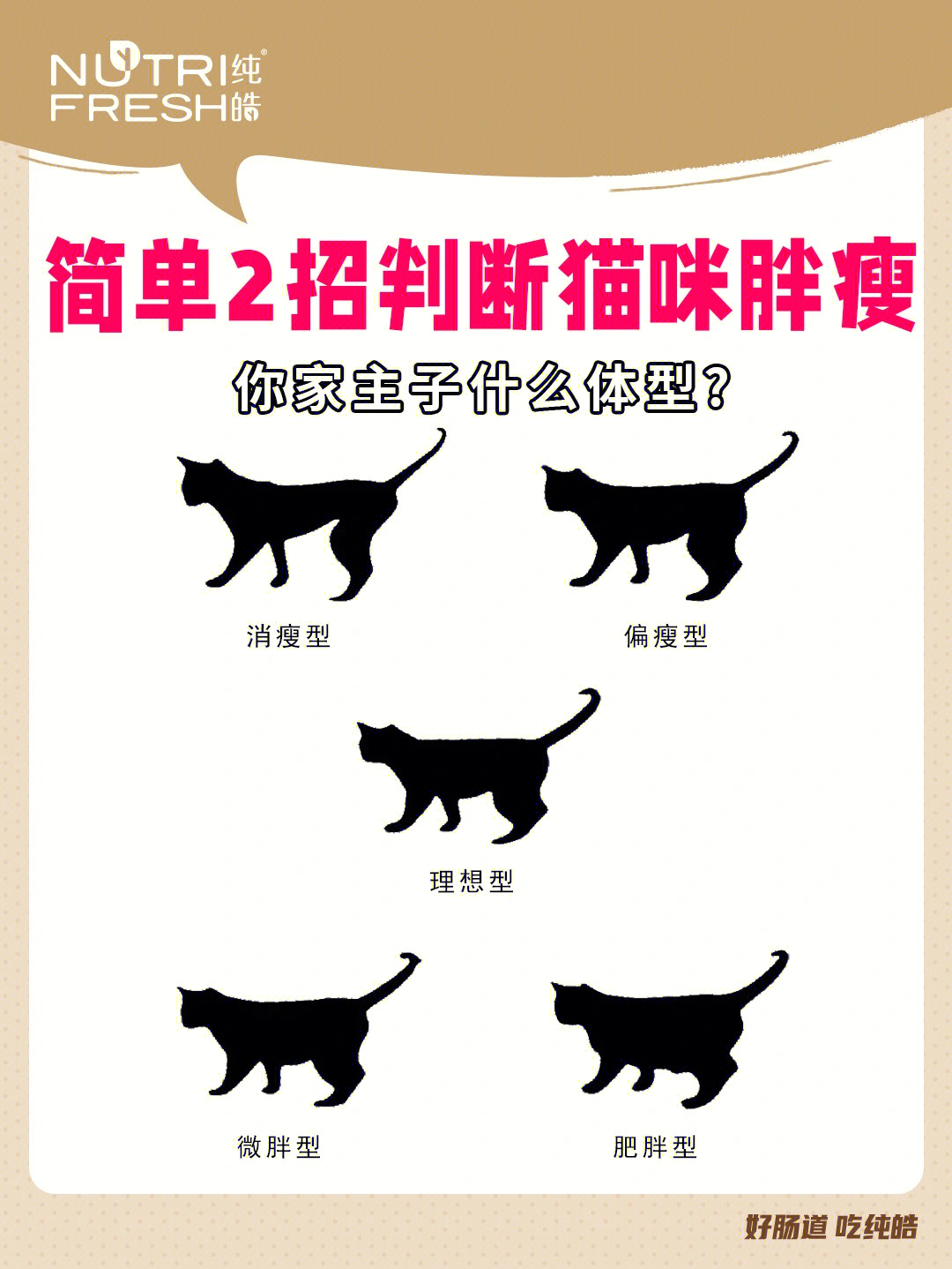 2招判断猫咪胖瘦快来比比看