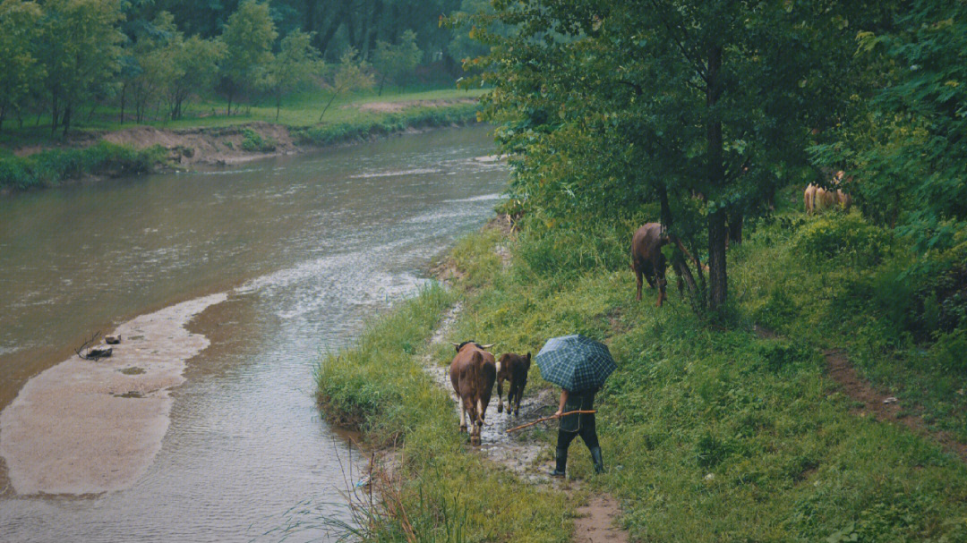 乡村牧牛风景图片图片