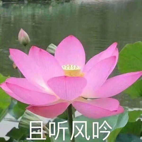 老年人莲花头像