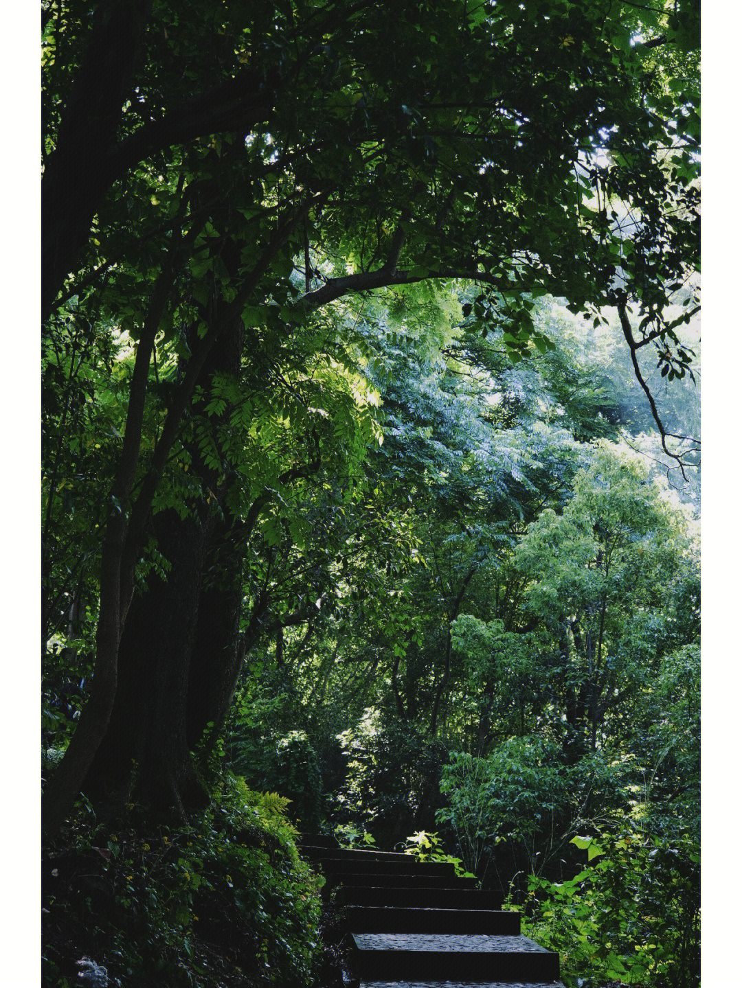 重庆爬山～五一登南山指月峰步道