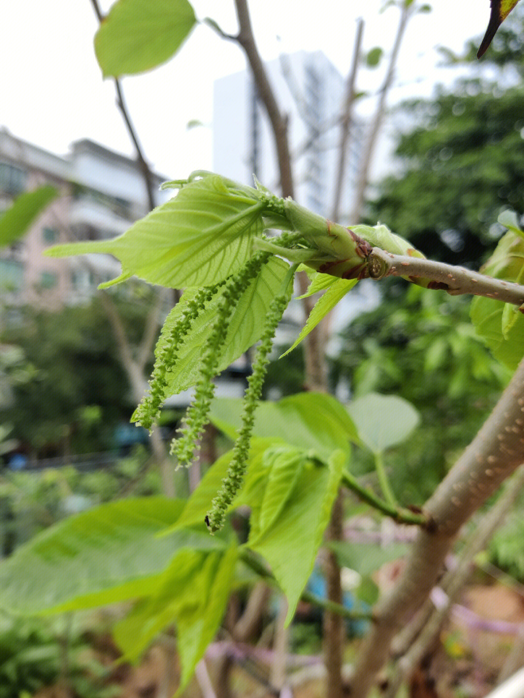 长果桑自救成功