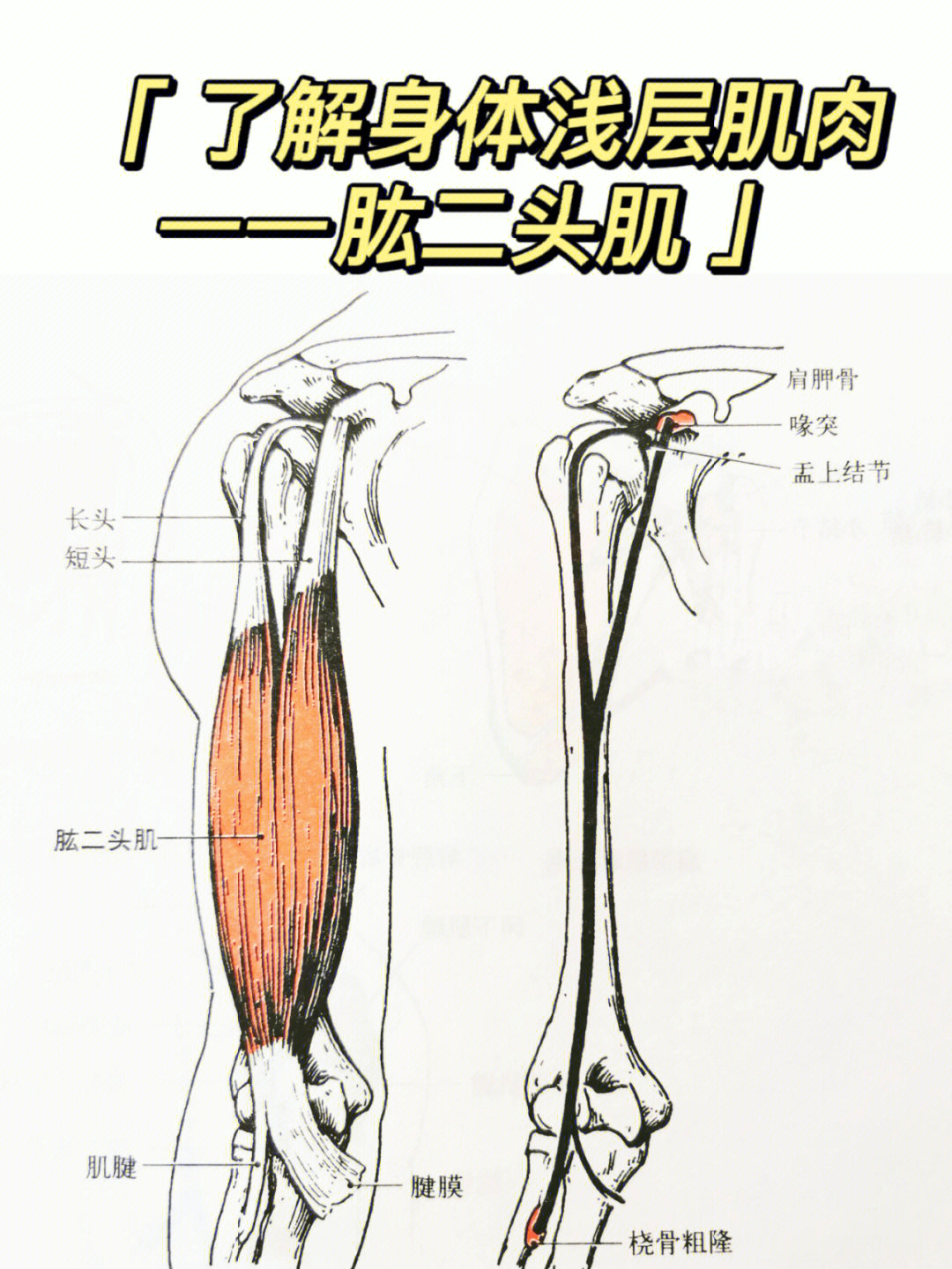 肱二头肌部位:起点:长头以长腱起自肩胛骨盂上结节,短头起自肩胛骨