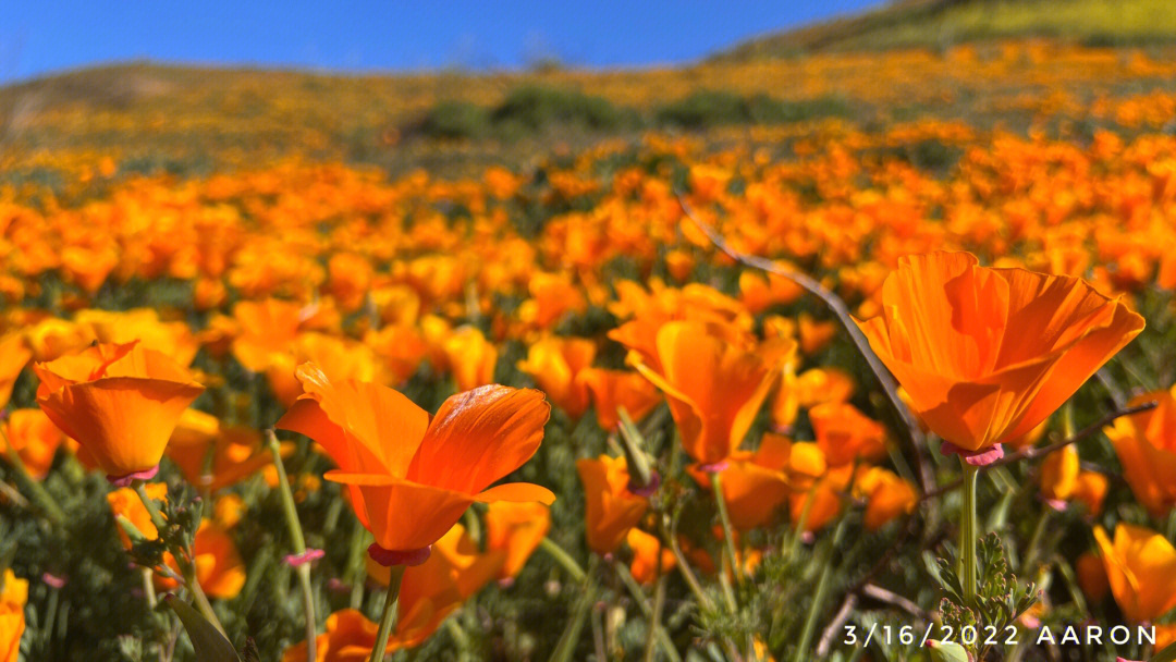 加州罂粟花语图片