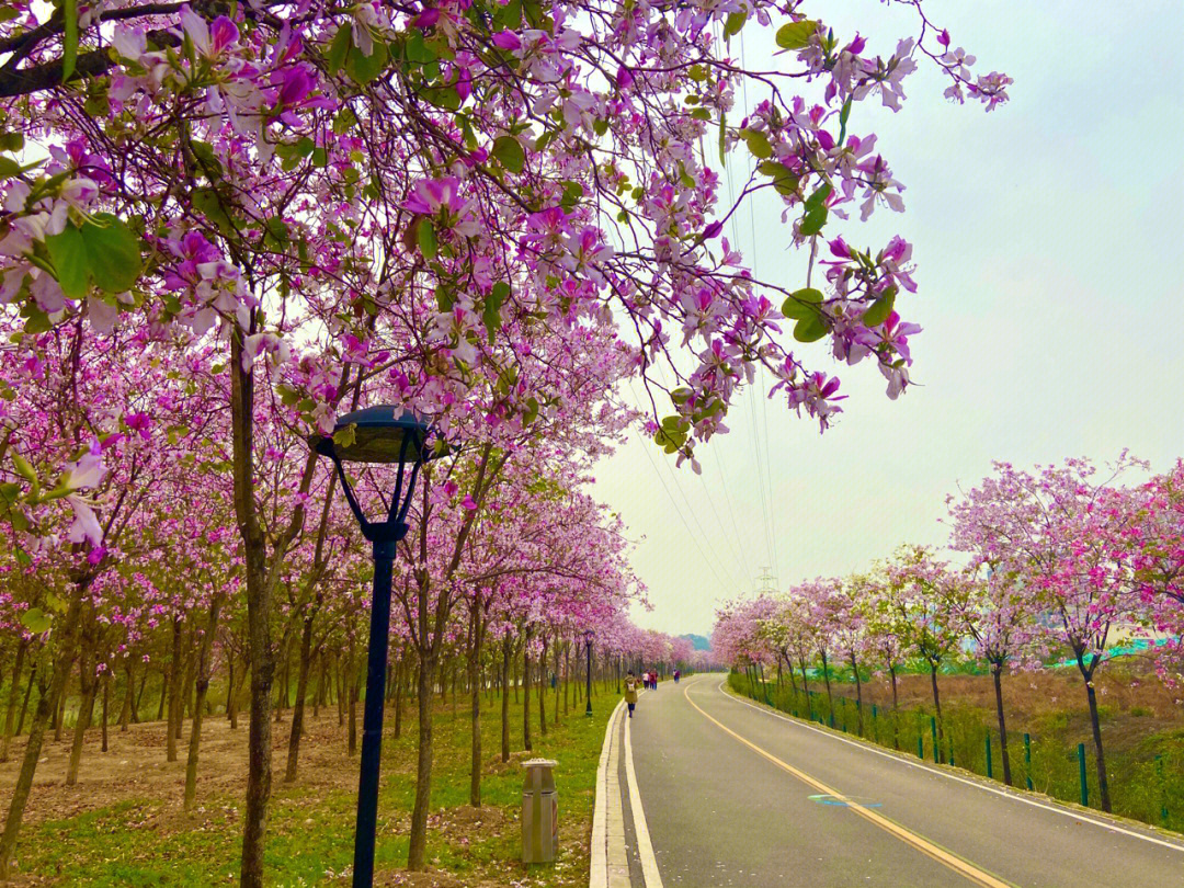 广州最大最美紫荆花花海赏花季来了