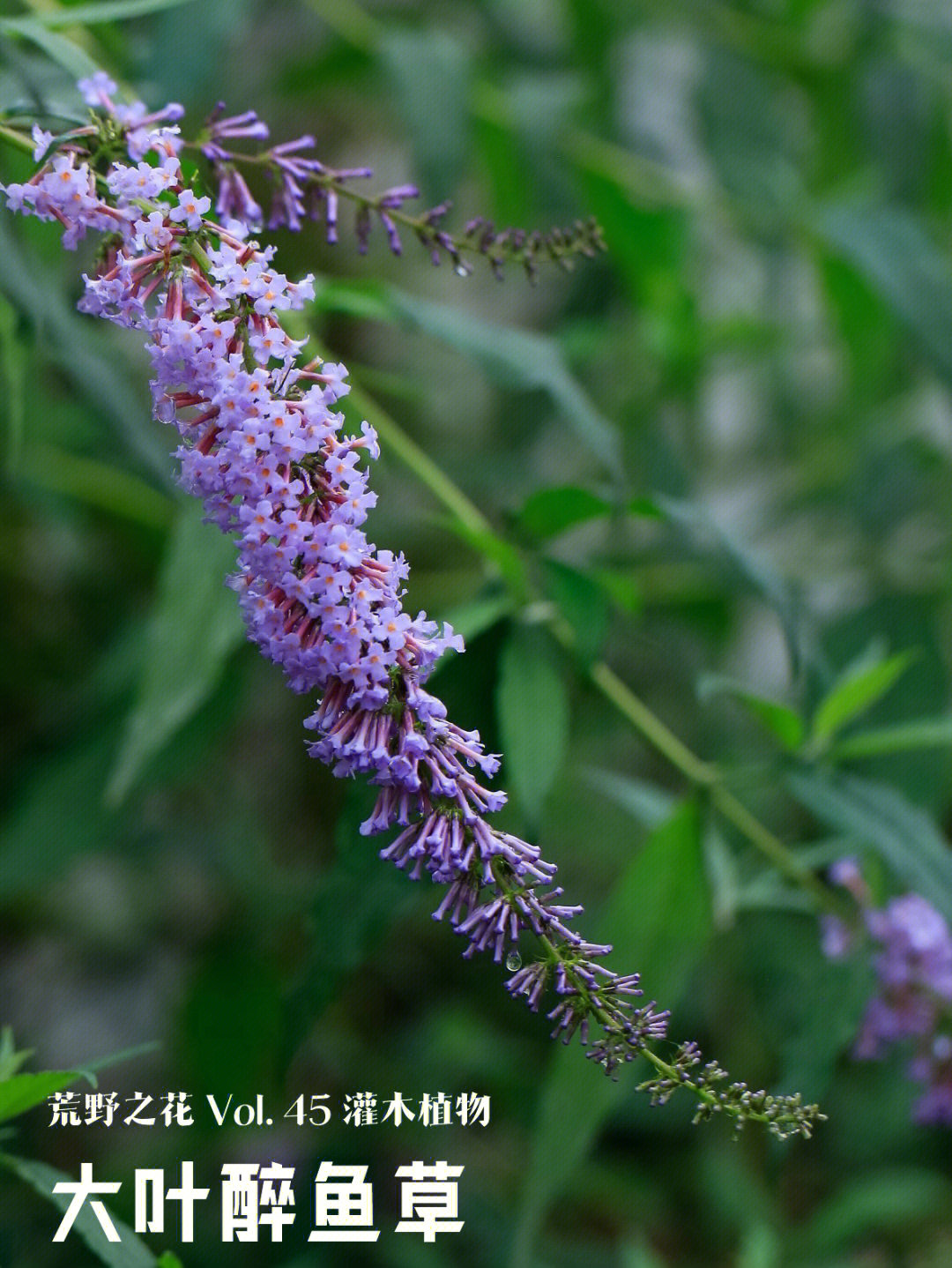 荒野之花醉鱼草与大叶醉鱼草花朵的区别